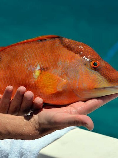 Cilantro Crusted Hogfish Grill