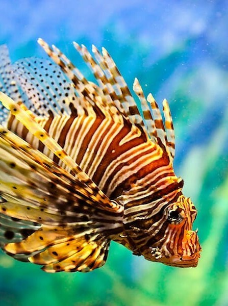 Invasive Lionfish Become Florida
