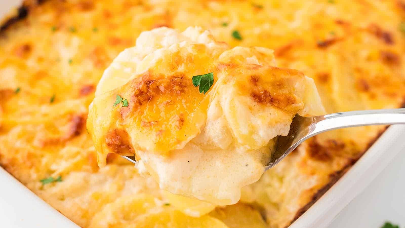 Creamy Cheesy Scallop Potato Delight