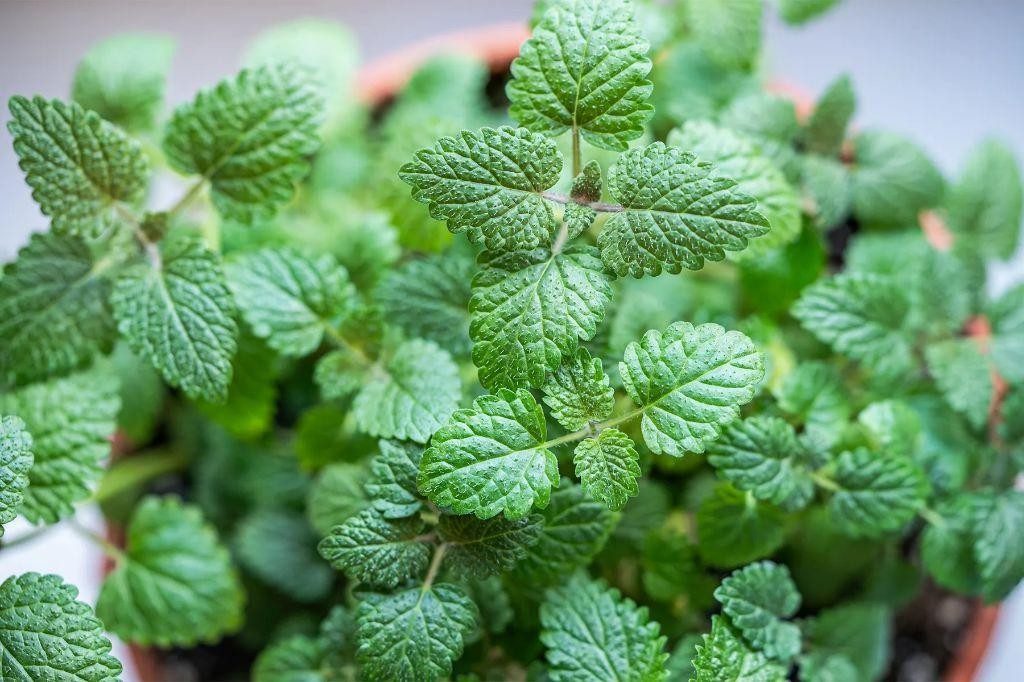 Calming Lemon Balm Elixir