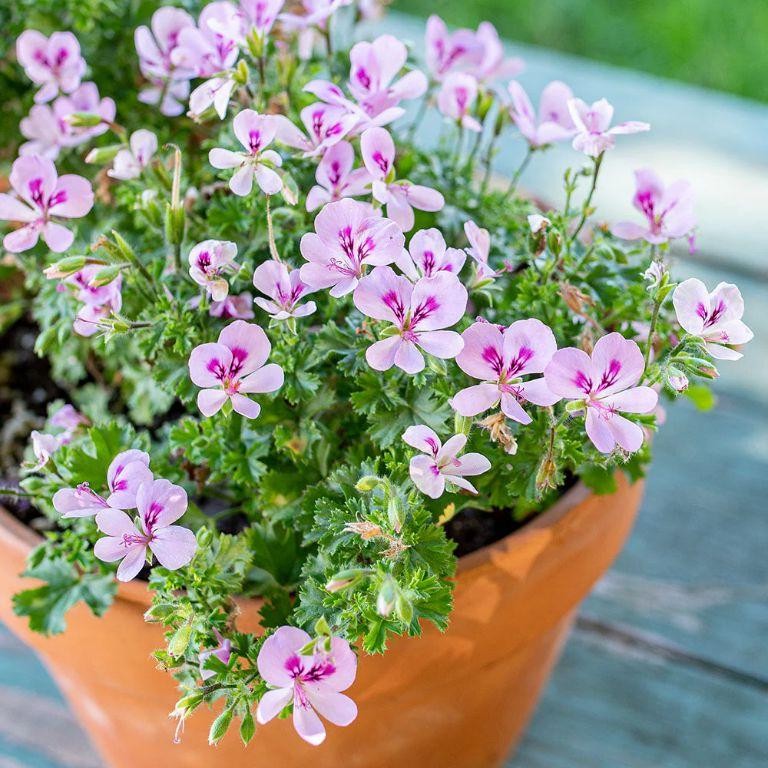 Geranium and Lemon Balm Balancing Scent