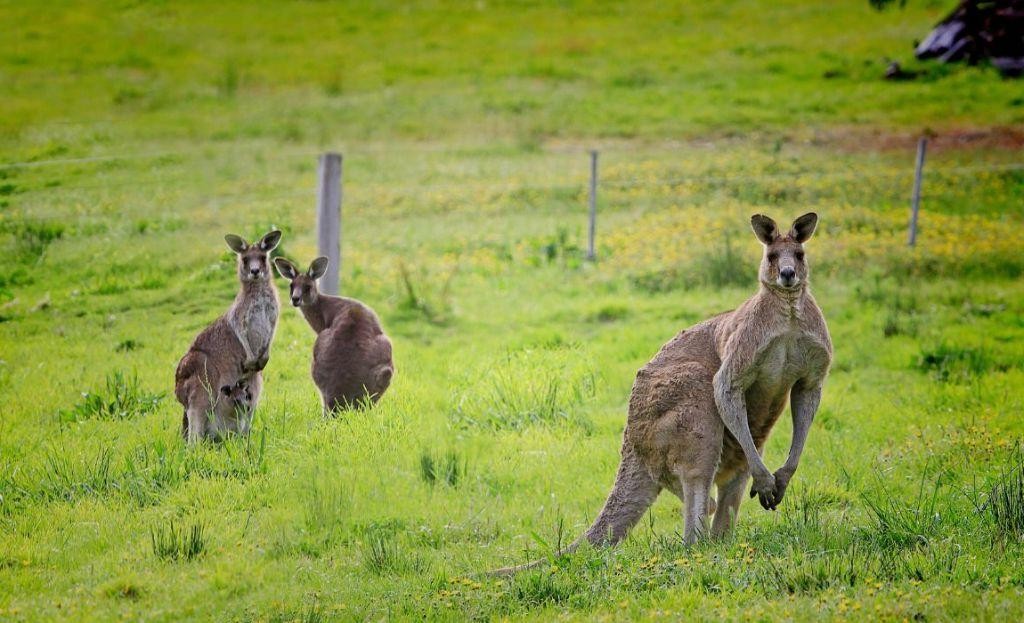 Kangaroo and Tapioca Sensitive Blend