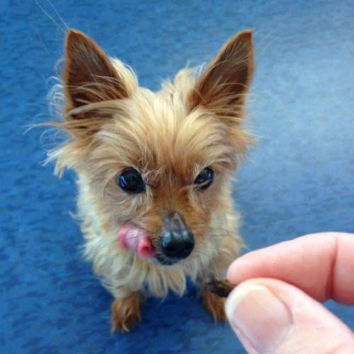 Liver & Parsley Pet Bites