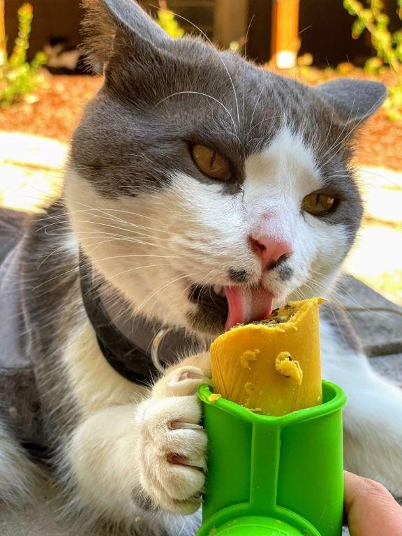 Pumpkin Puree Cat Snacks