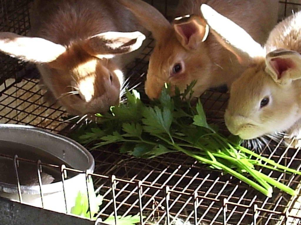 Rabbit and Pea Porridge for Small Eaters