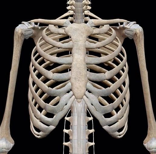 Skeleton Rib Cage Ribs